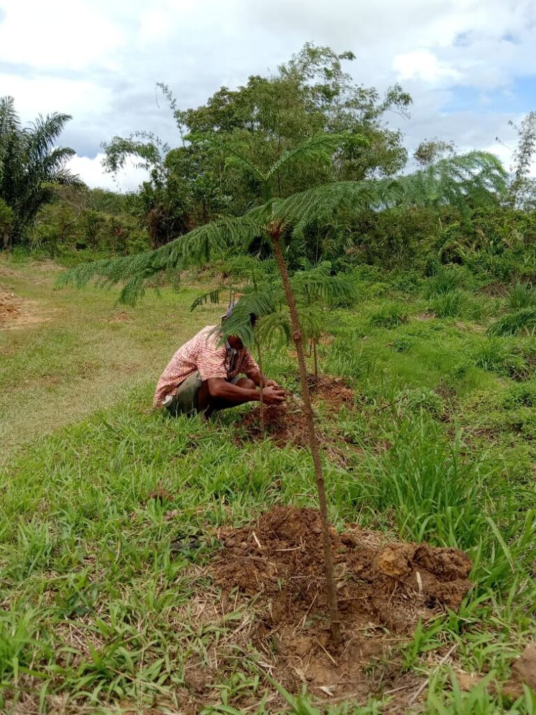 Yayasan PSPMAS Bersama Masyarakat Menanam Pohon untuk Masa Depan Kolaborasi dalam Pengembangan Ekowisata Kampung Paringgonan, Sipirok foto menanam